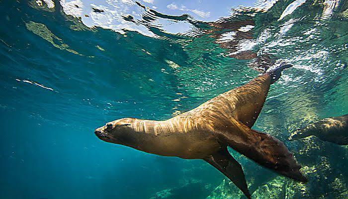 Suspenden nado con lobos marinos en Espíritu Santo hasta agosto - HOY BCS