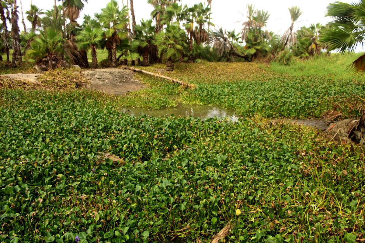 Adquirirán maquinaria especializada para limpiar de lirio acuático Estero San  José - HOY BCS