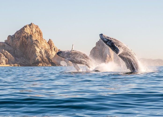 1530e0b4-6fc4-4c23-9283-a2cf82d4d187