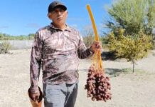 Producción de dátil en Mulegé supera las 600 toneladas y genera 150 empleos directos