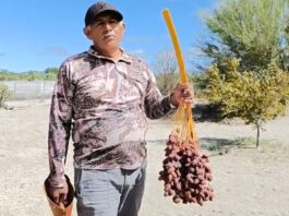 Producción de dátil en Mulegé supera las 600 toneladas y genera 150 empleos directos