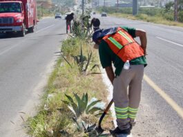 100 beneficiarios de Empleo Temporal limpian “el bordo” y la carretera a Todos Santos