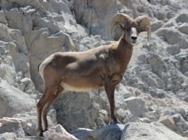 Proponen introducir el borrego cimarrón en la Sierra de la Laguna
