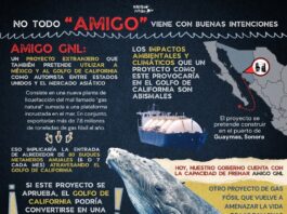 Suspenden tránsito de buques en el Golfo de California para proteger a las ballenas