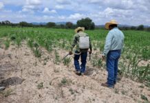 BCS, tercer lugar nacional en pago de salarios a trabajadores permanentes del campo